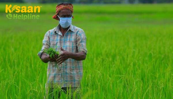 जीडीपी संकुचन के बीच भी कृषि एक सकारात्मक दर से बढ़ती है